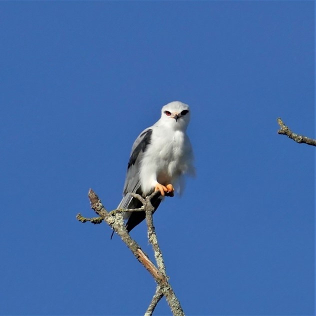 Faune locale - Oiseau