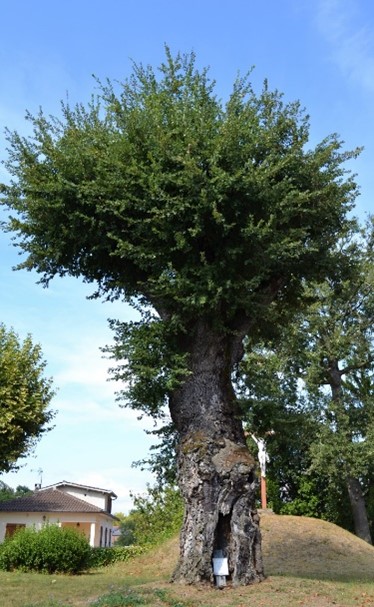 L'arbre de Sully