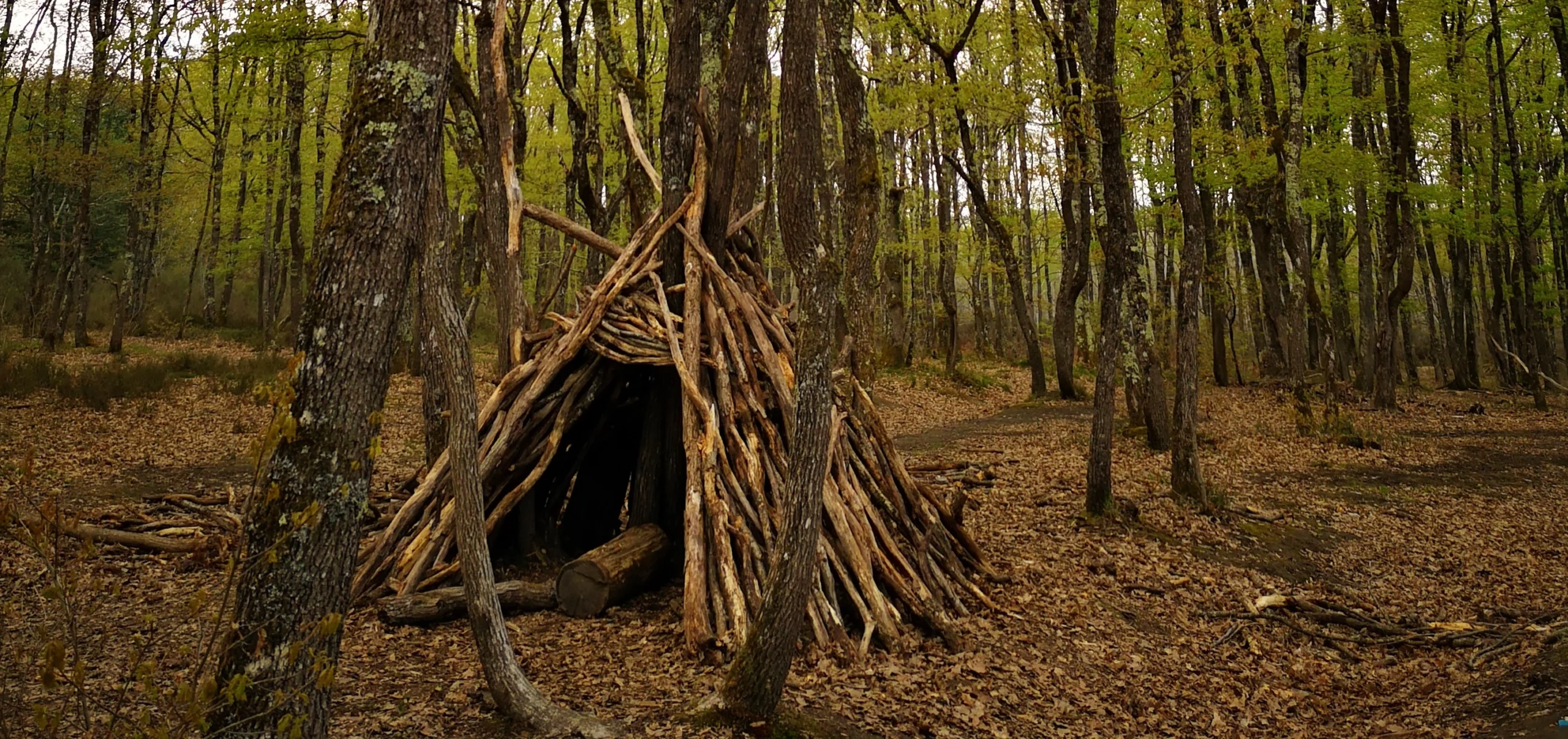 Cabane de bois mort dans la forêt de Buzet