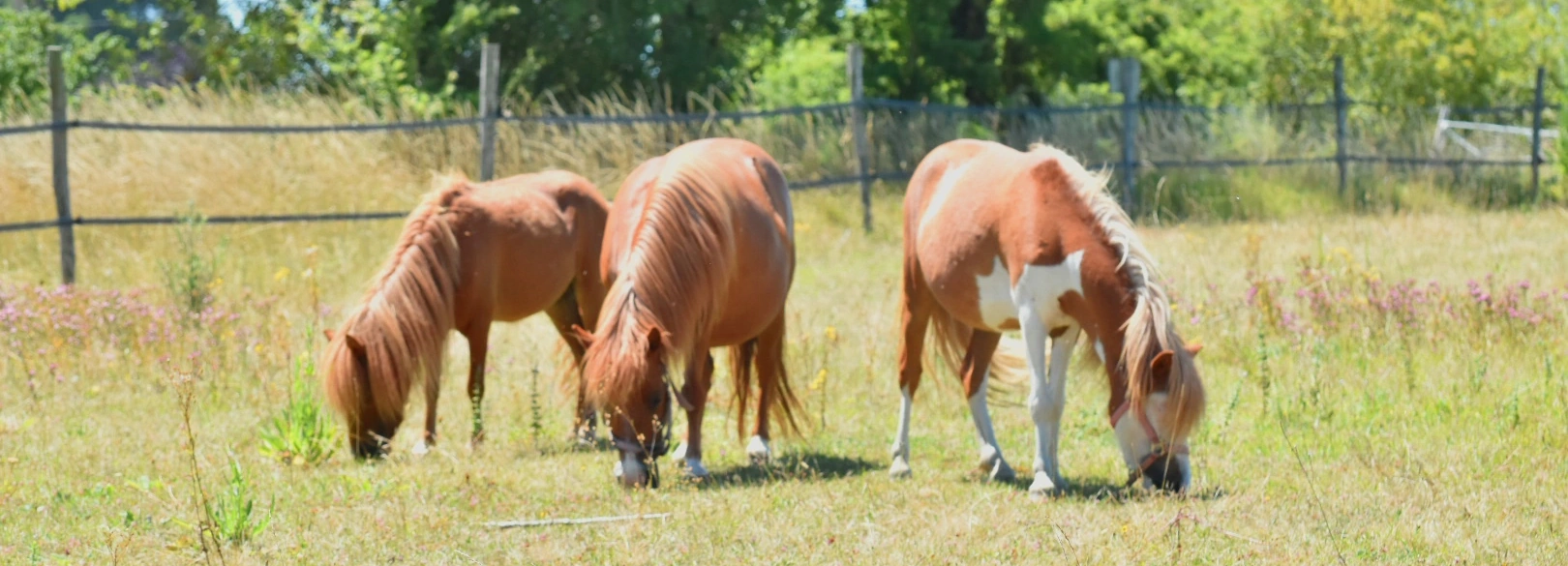 Poneys de l'écurie des Muriers