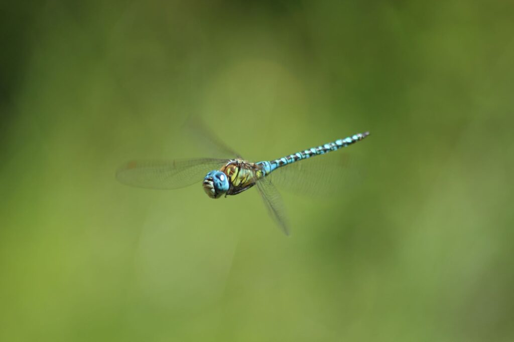 Illustration événement A la découverte des insectes – 24/05