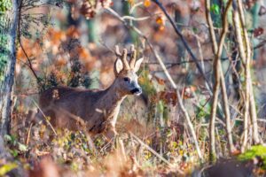 animation sur la piste des animaux