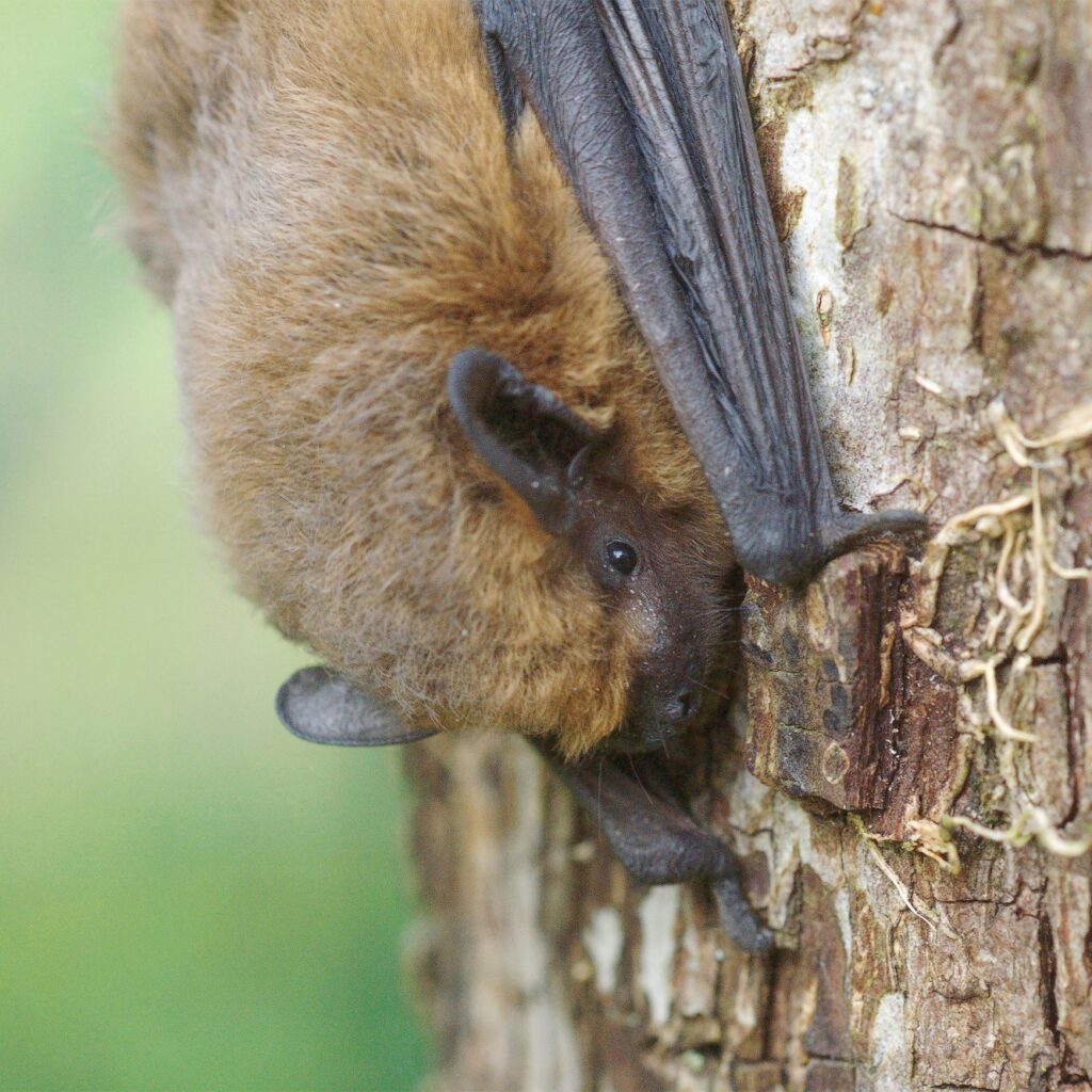 Illustration événement Dans la peau d’une chauve-souris – 11/07