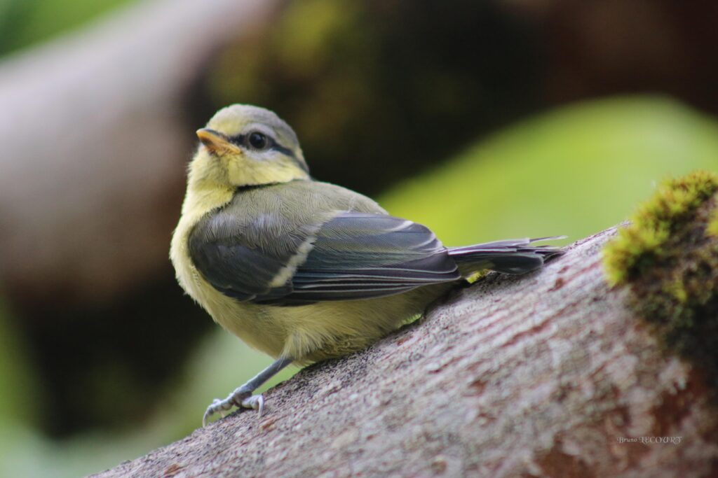 mésange bleue juvénile sur une branche