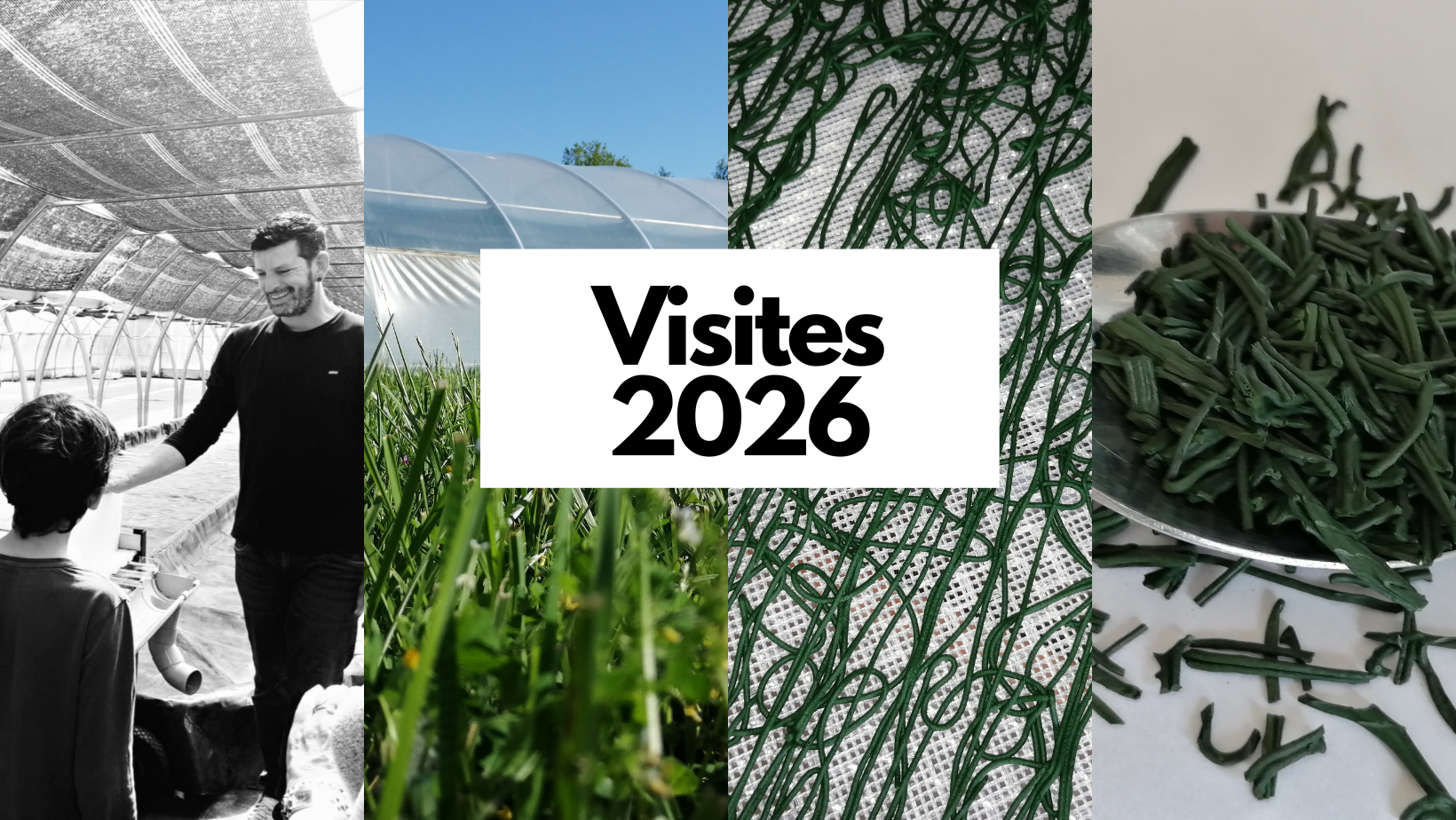 Quatre photos sur un format rectangulaire. De droite à gauche : cuillère avec la spiruline, brindille de spiruline, photo de la serre, photo du producteur à l'intérieur de la serre en visite. Et sur le dessus, encadré blanc avec écrit : Visite 2026