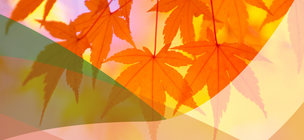Illustration Balade mycologique 08/10