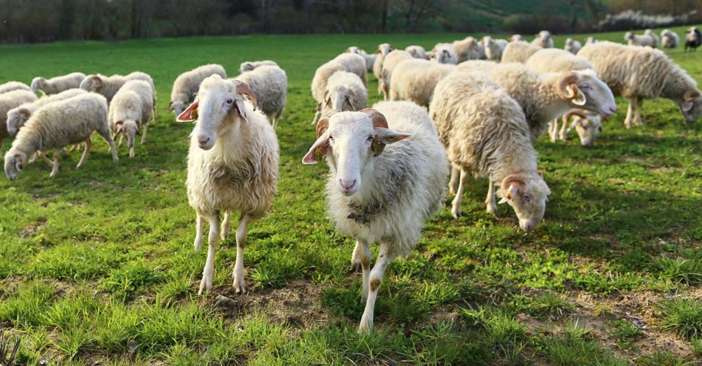 troupeau de brebis dans un champs pour illustrer la Ferme de la Mignonne.