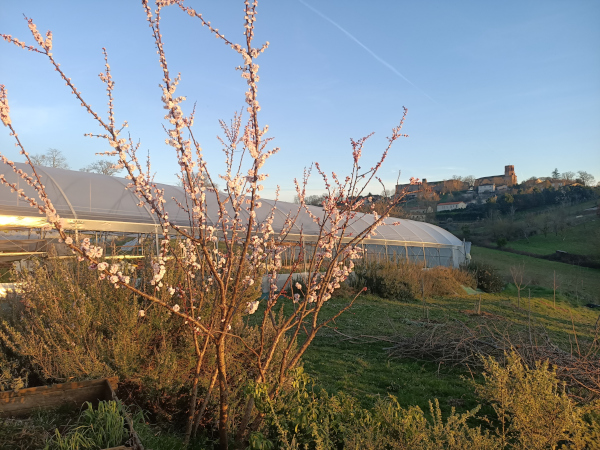 photo d'une serre avec en arrière-plan le château et l'église de Verfeil, pour illustrer les Jardins de Verfeil