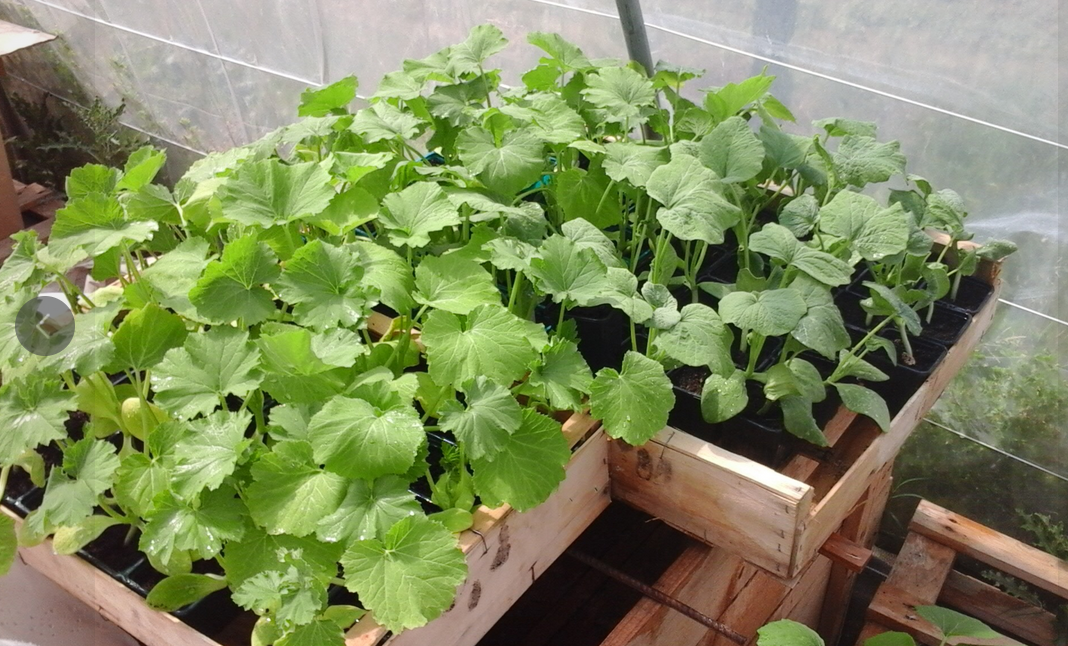 Photo d'une plantation de semi illustrant Détours à la Terre pour l'événement De Ferme en Ferme