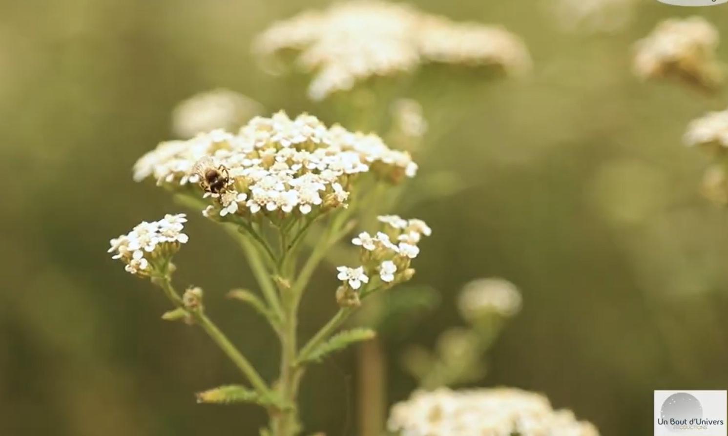 Illustration événement Balade nature pour petits et grands à Gragnague